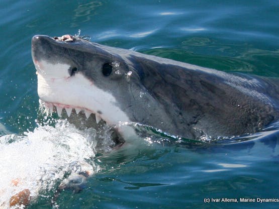 Save The Great White Shark