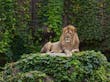 Leão no Lincoln Park Zoo. Chicago, EUA