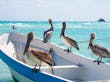 Pelicanos. Playa del Carmen, México
